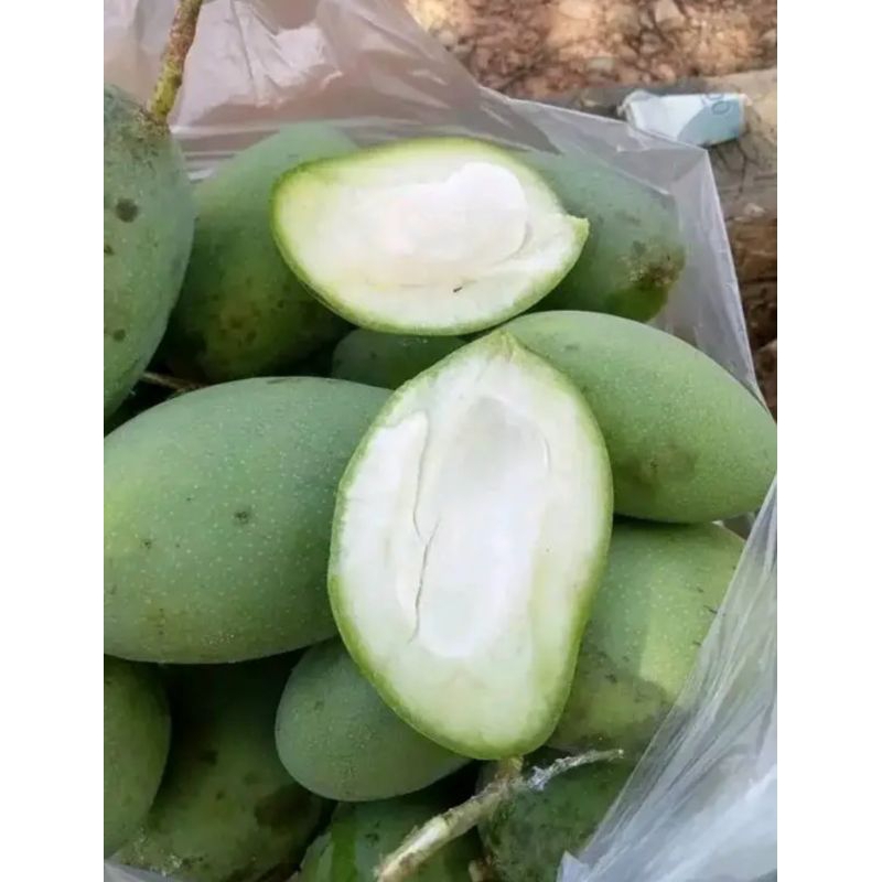 mangga muda mangga belah mentah 500 grm