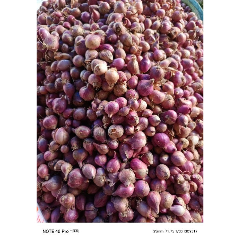 

bawang merah spr
