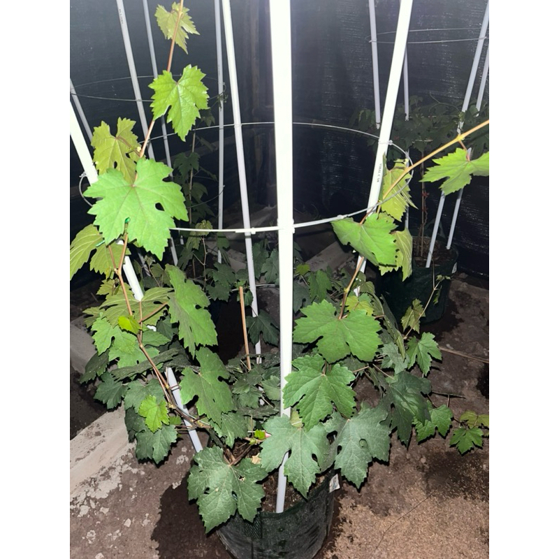 Tabulampot Anggur import
