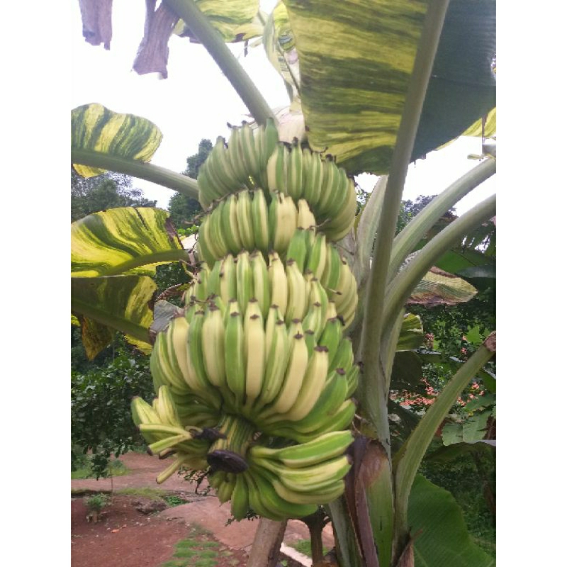 biji / seed buah pisang varigata kuning 20 biji