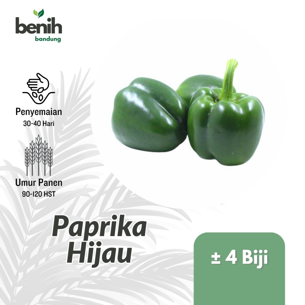 4 Biji Benih Paprika Hijau Besar Sayuran Mudah Ditanam