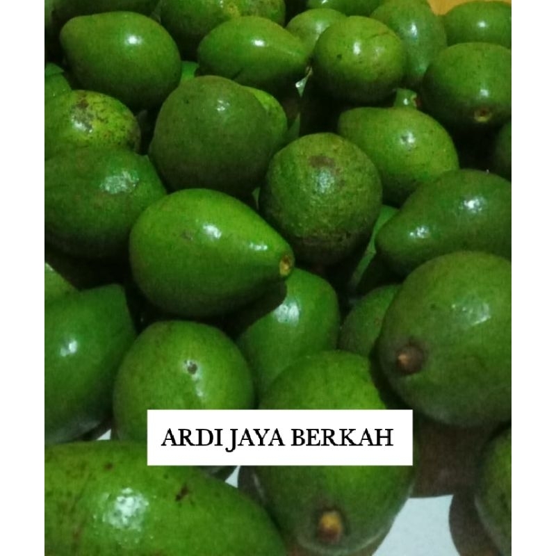 

Buah Alpukat Fresh Matang 1Kg Kualitas Super Terjamin