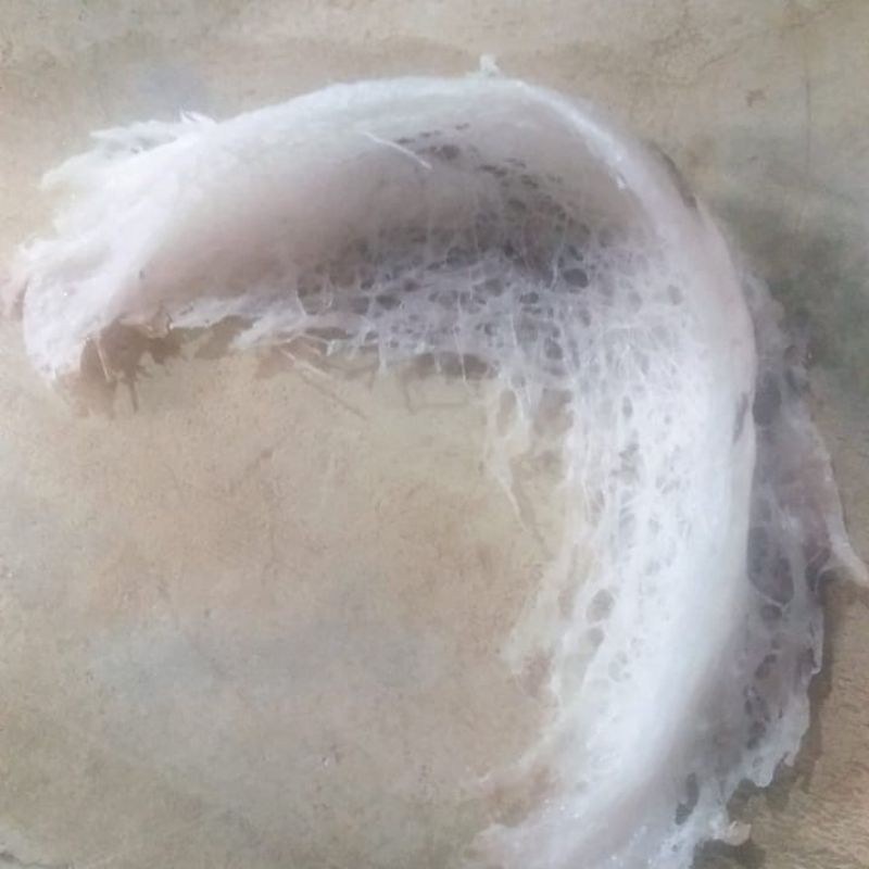 

( Ready ) sarang burung walet asli berat 50 gram