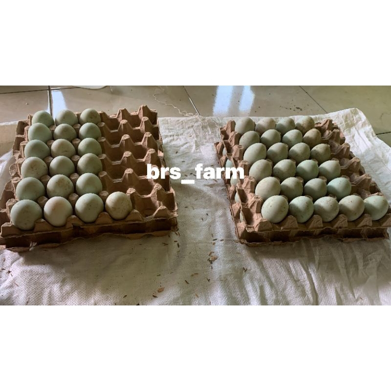 

Telur bebek 1kg
