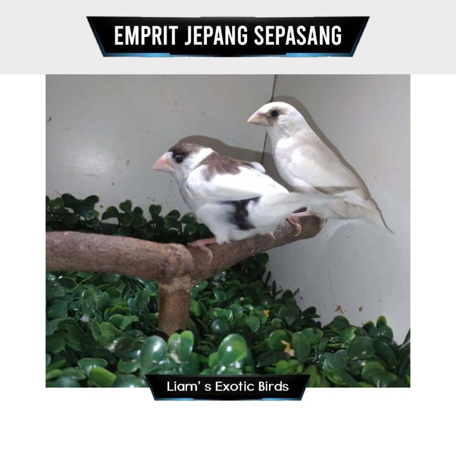 Burung Emprit Jepang Emje Finch Sepasang/Satuan