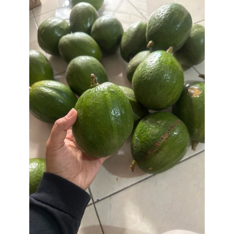 

ALPUKAT MARKUS / KENDIL 1,5kg [ isi 3-4 ]