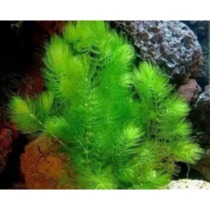 Tanaman air ekor tupai