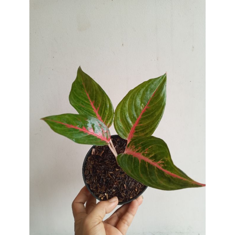 Aglaonema Red Peacock