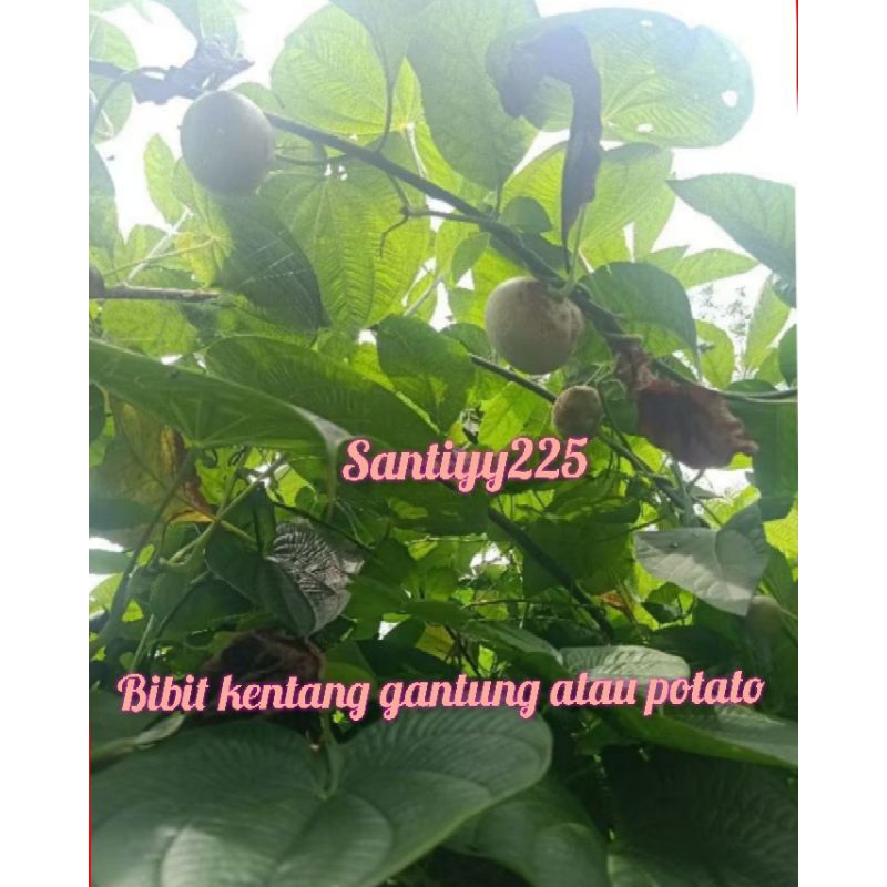 

Buah kentang gantung atau potato