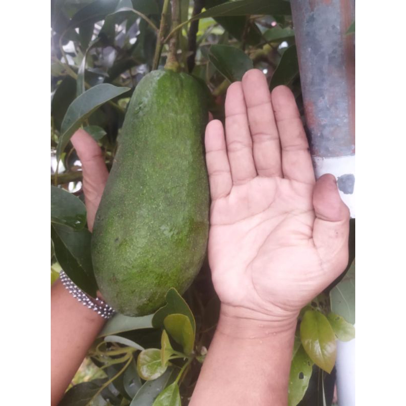 

Buah Alpukat HK-01 | Hanya Ready 2Kg