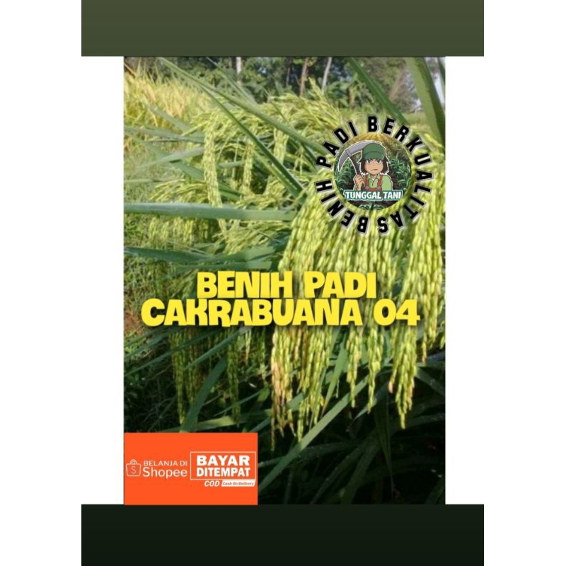 BENIH PADI CAKRABUANA 04 ORIGINAL KEMASAN 2KG