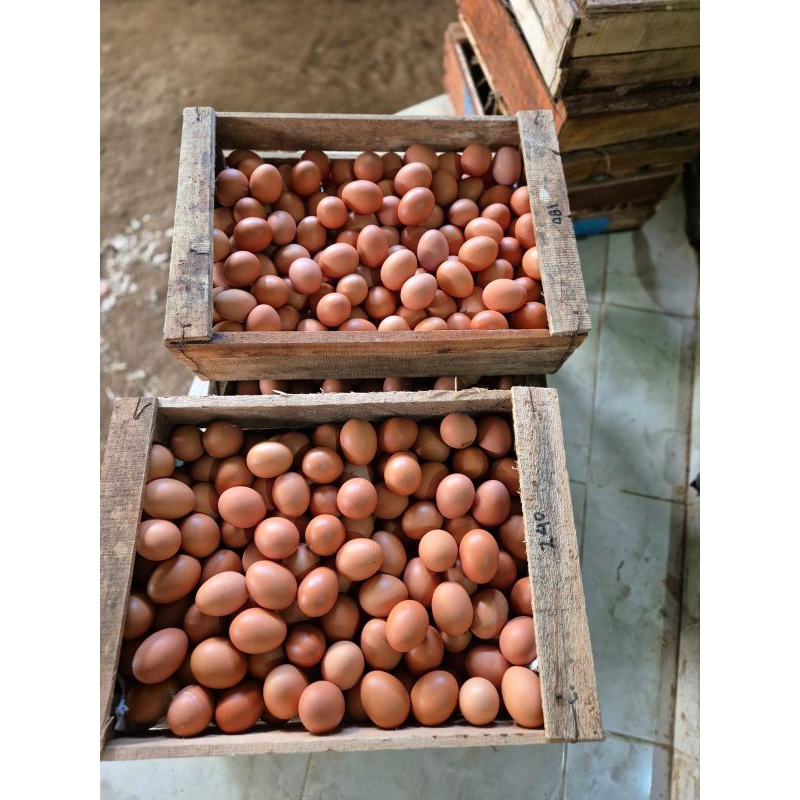 

Telur Ayam Negeri Fresh (Kualitas Telur Warna Orange