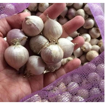 

✪ Bawang putih TunggaL/Lanang 1kg(Uk tanggung)