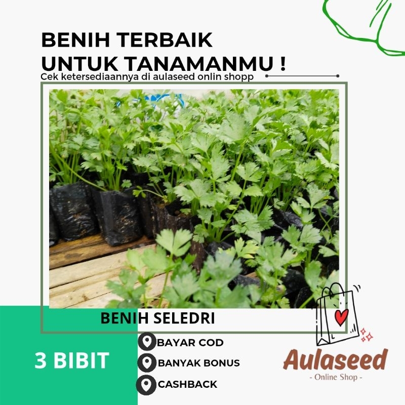 benih seledri untuk masak paket 3 bibit seledri siap tanam