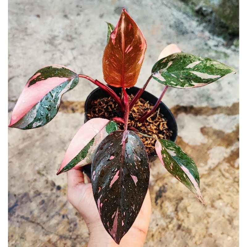philodendron pink princes