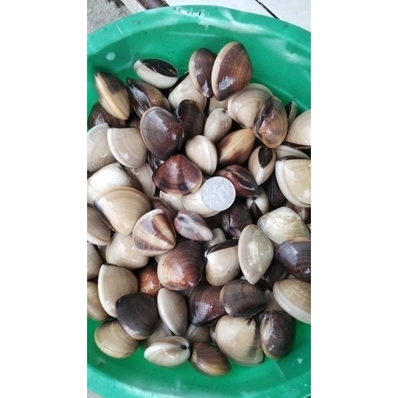 

kerang tahu termurah