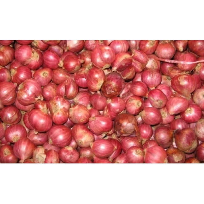 

BAWANG MERAH ASLI BREBES