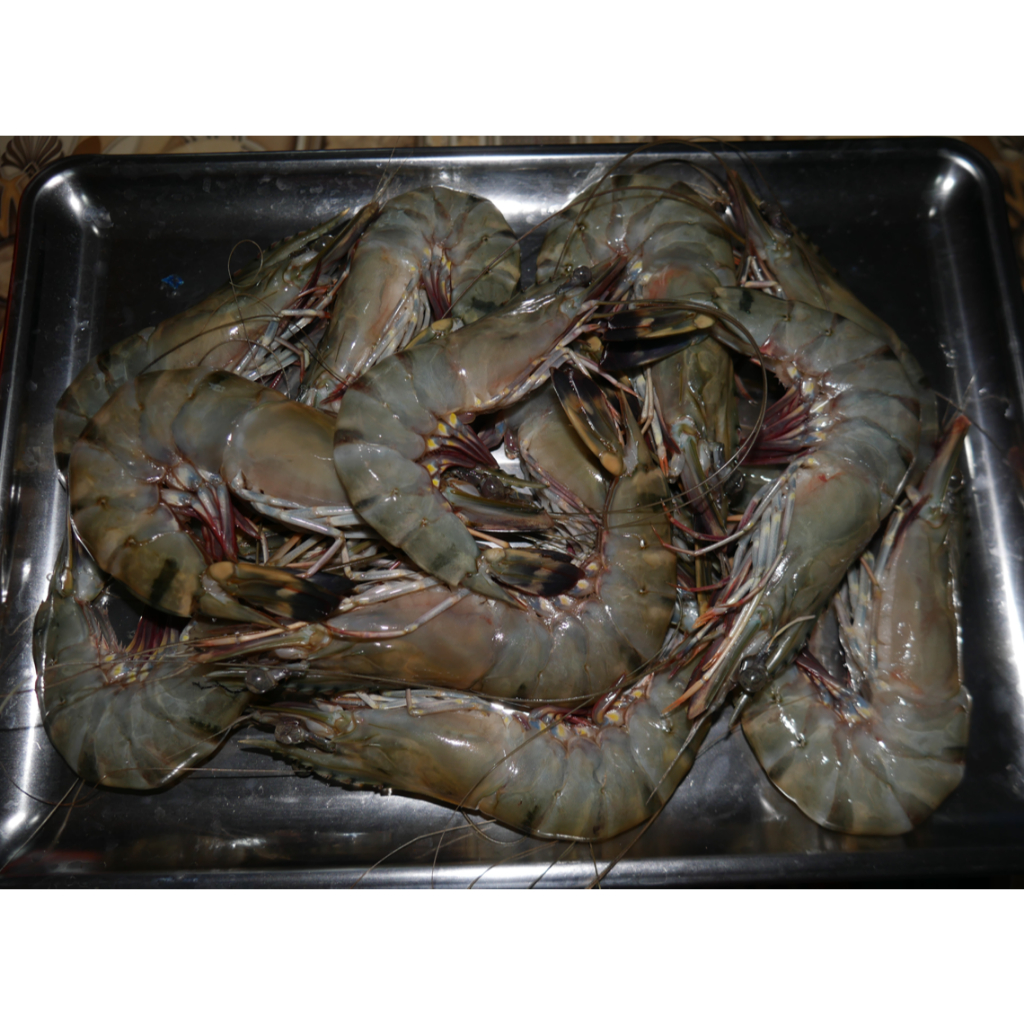 

UDANG PANCET FROZEN UKURAN BESAR