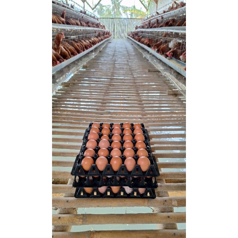 

Telur Ayam fresh 1kg khusus bogor