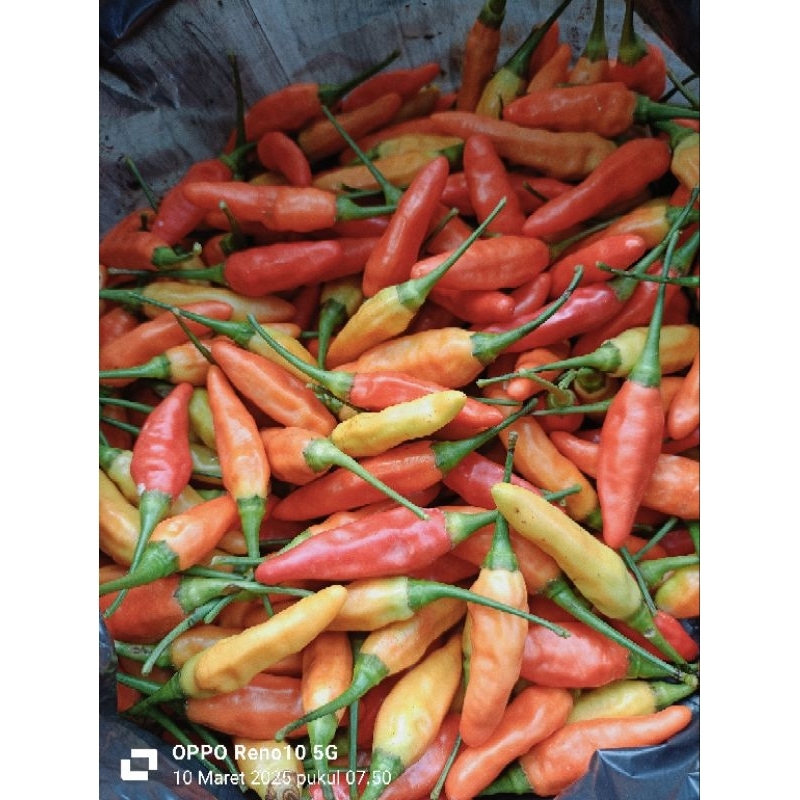 

Cabai Merah Ori 1kg Fres Baru Petik