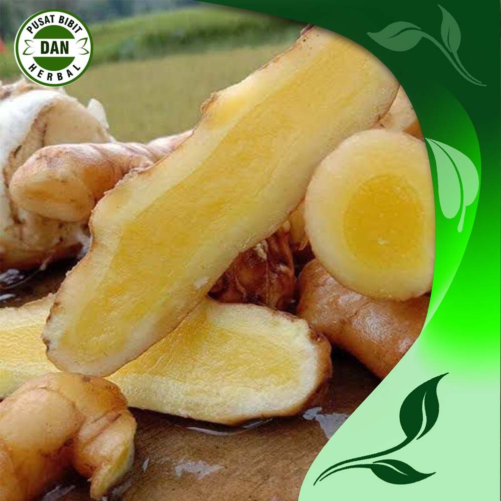 

Temu mangga segar 500 gram obat herbal alami