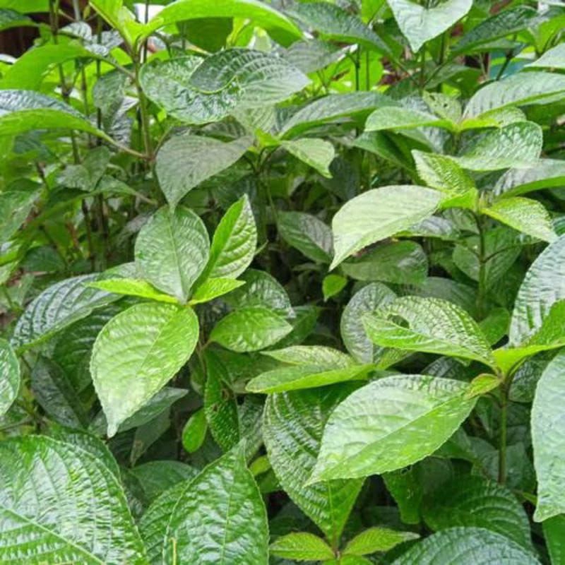 

daun kejibeling segar 300 lembar