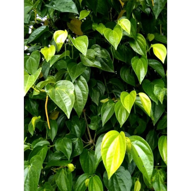 

Daun sirih pegunungan asli/ daun sirih segar diambil ketika ada pesanan
