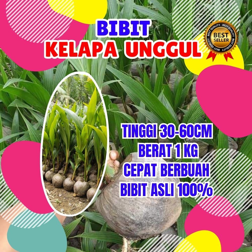 TERBAIK.. Bibit Kelapa Kopyor Hijau