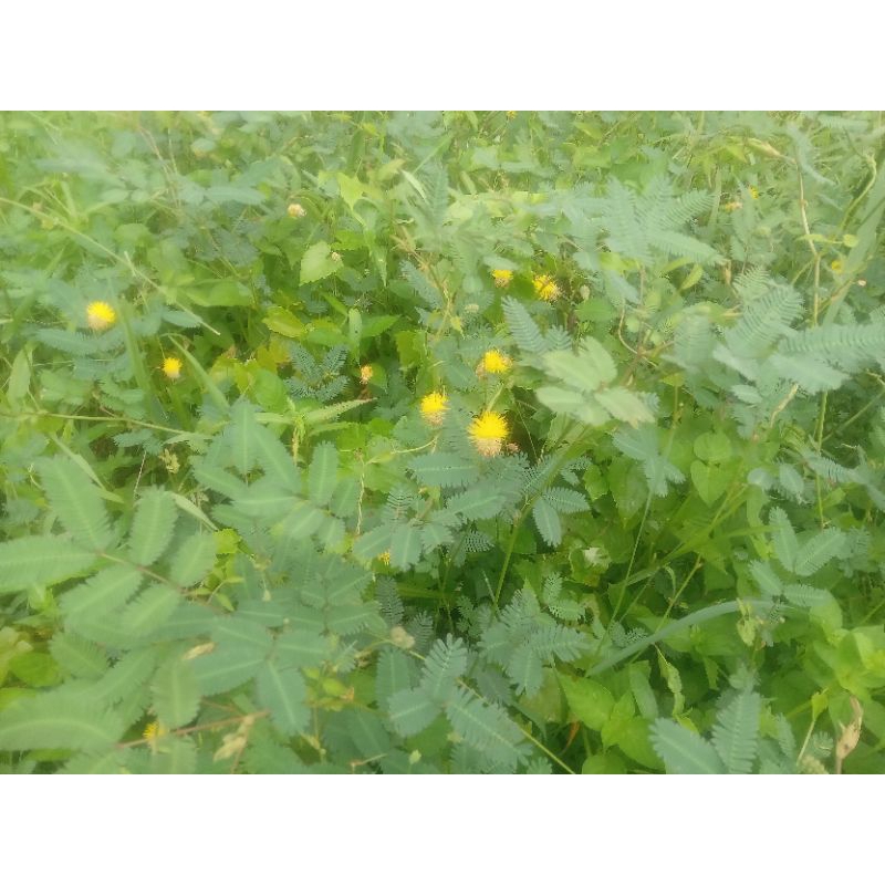 20 butir Benih biji putri malu bunga kuning/Mimosa air( Neptunia oleracea),pohonnya tidak berduri , 