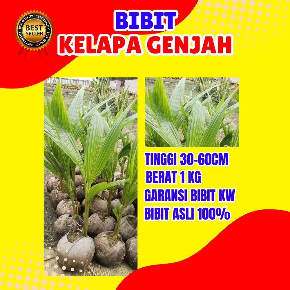 CEPAT BUAH..  Bibit Kelapa Kopyor Pati