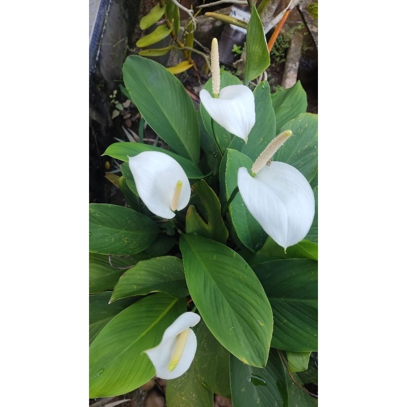 peace lily --bunga peace lily hidup murah