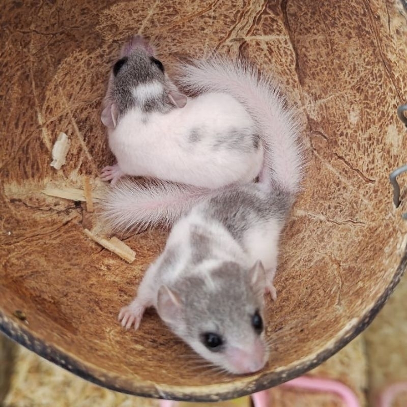 African Pygmy Dormice/Tupai Mikro (Free Makanan)