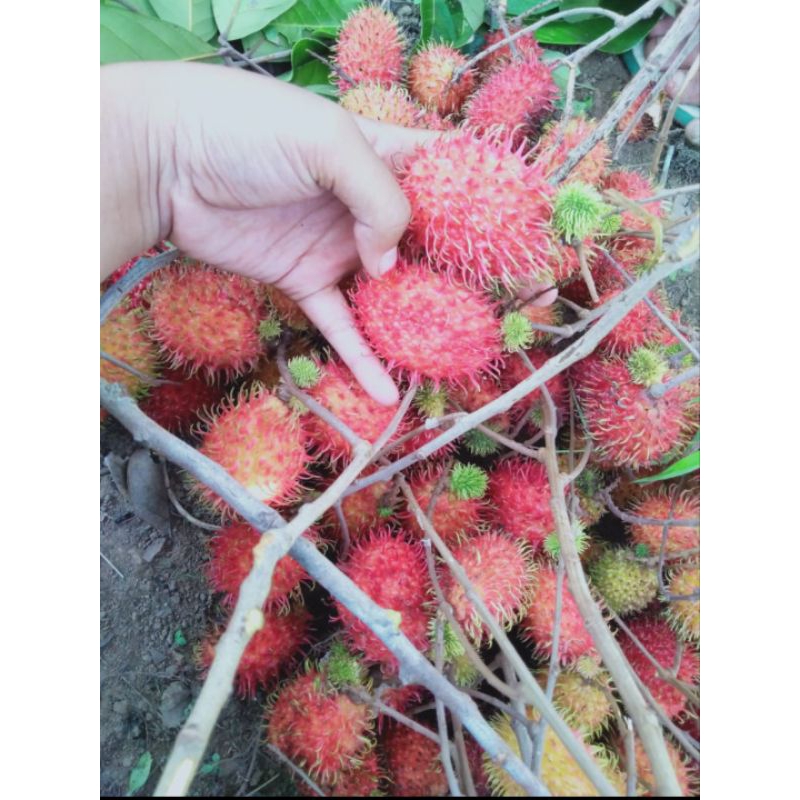 

Rambutan Manis polll 1kg