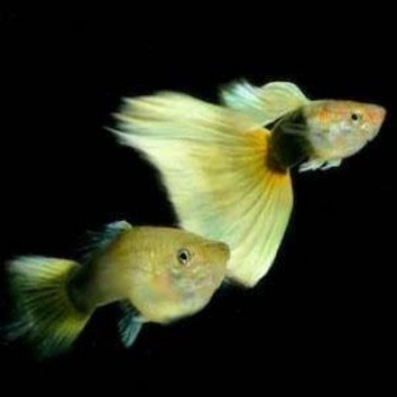 

Stiker HB Yellow Bukan Alat Tulis