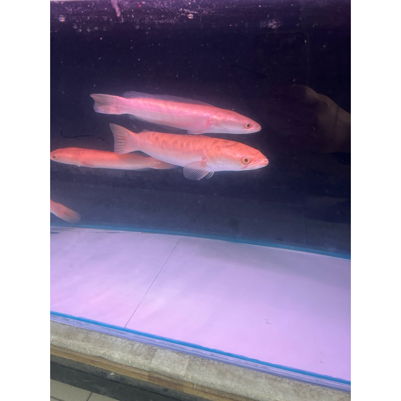 toman xanthic ikan komtank
