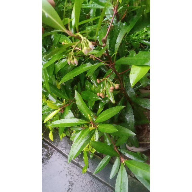 

daun lampeni/lempeni/buni kraton/segar per lembar