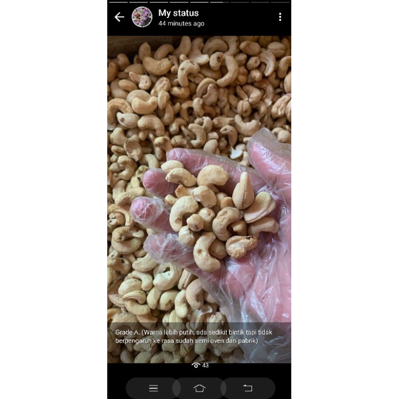 

MENTE SULAWESI MENTAH TERMURAH