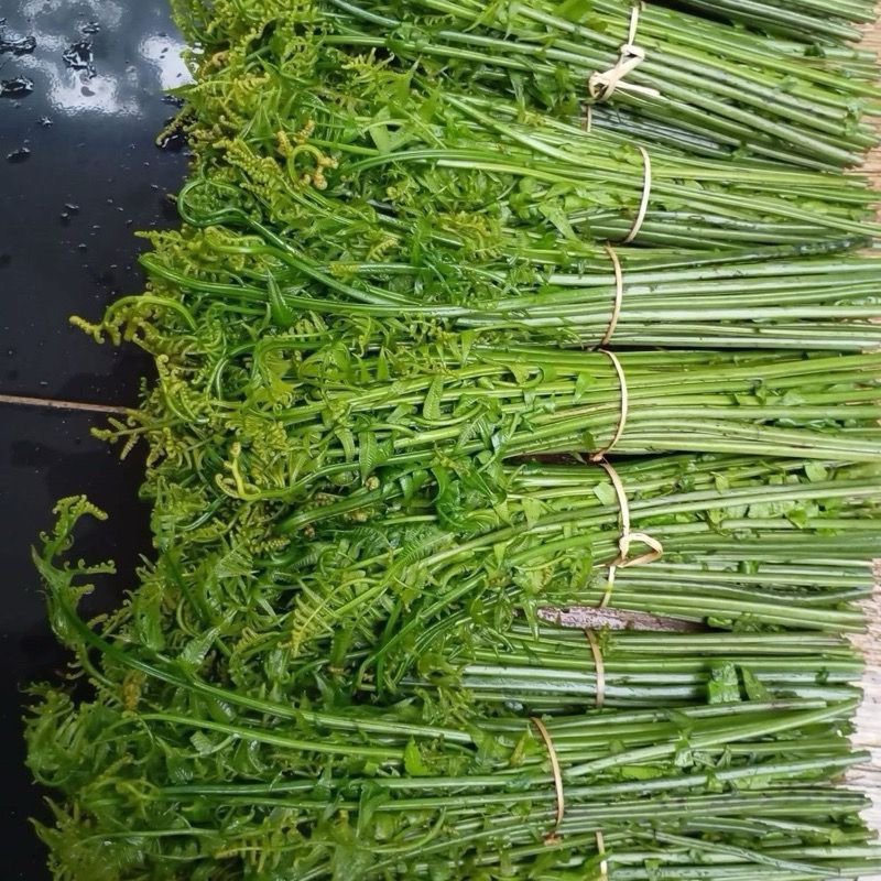 

pakis sayur segar