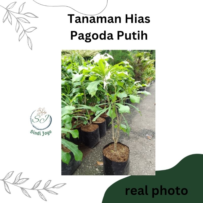 Tanaman Hias Pagoda Putih Plumeria Pudica