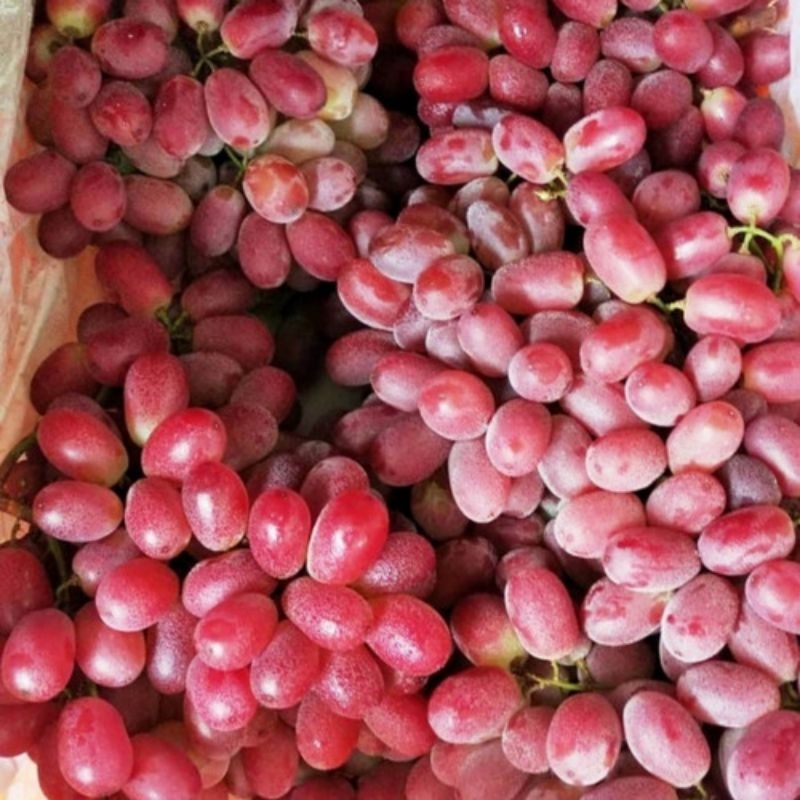 

anggur crimson 500gr