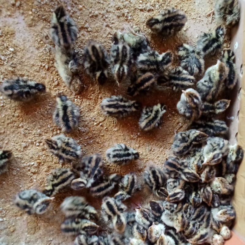 anakan burung puyuh jantan isi 20ekor