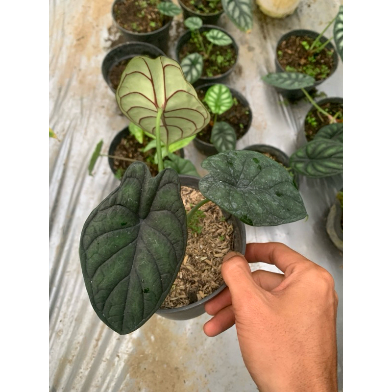 ALOKASIA DRAGON SCALE REMAJA ALOKASIA