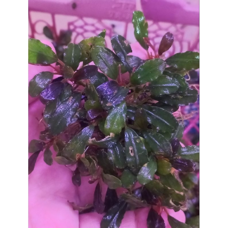 bucephalandra clump daun mini per mika muraaah