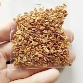 100 Biji Benih Buah Kecubung Ungu / Biji Benih Buah Kecubung Wulung  / Biji Benih Kecubung / kecubun