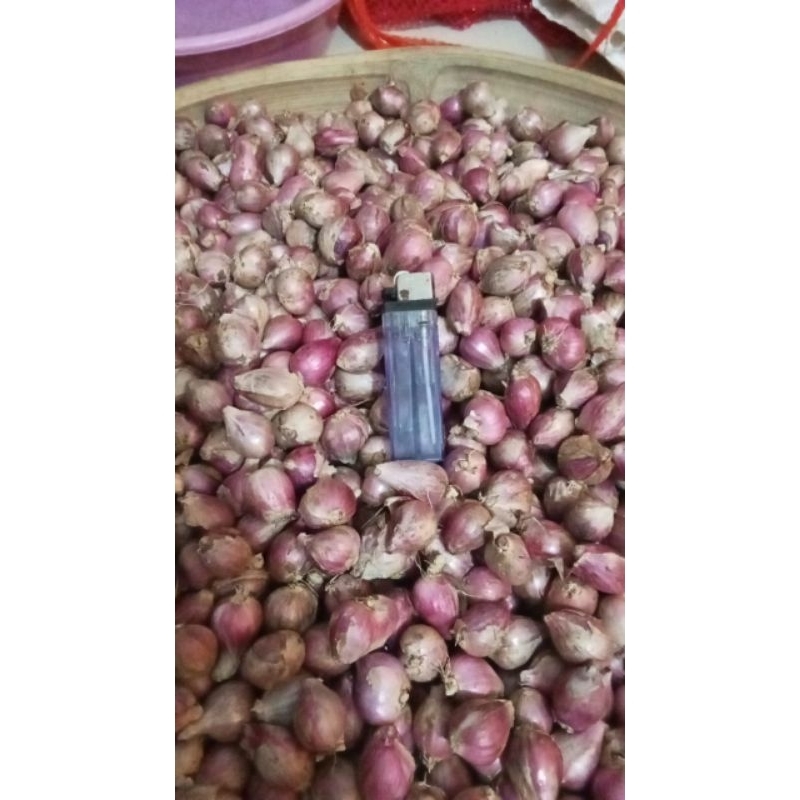 

Bawang merah lokal gunung kidul 1kg sedang