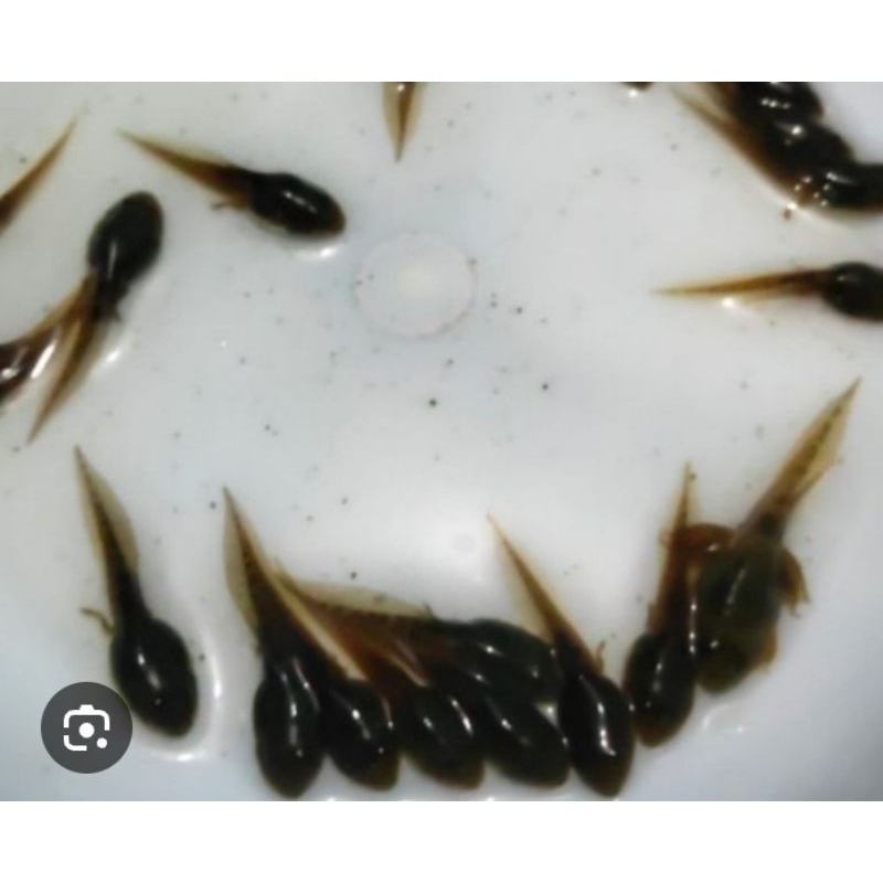 hiasan aquarium kecebong pakan ikan predator 50pcs aquascape