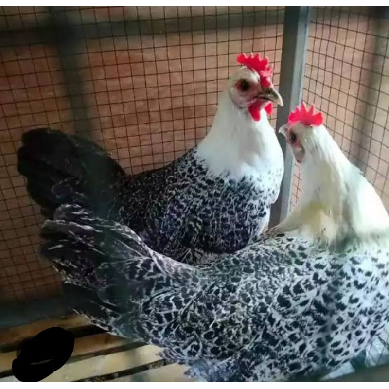 ayam arab betina siap produksi usia 6bulan
