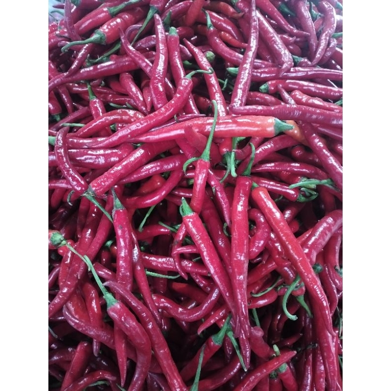 

Cabe Merah Besar 500gr Fresh Kering