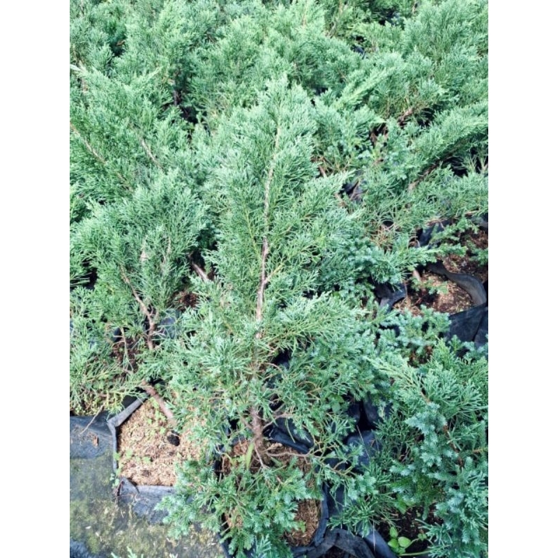 Tanaman Cemara Sinensis Biru Asli (BESAR) / Blue Sinensis / Juniperus Chinensis / Blue Juniperus chi