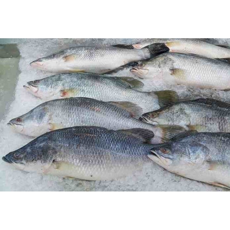 

Baramudi (ikan kakap putih)